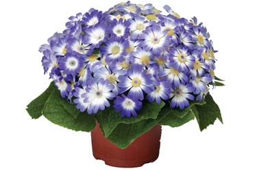 Cineraria Venezia blue with ring Variety Thumbnail.jpg